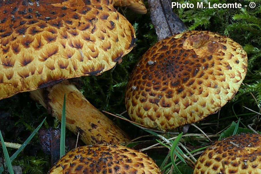 Pholiota jahnii