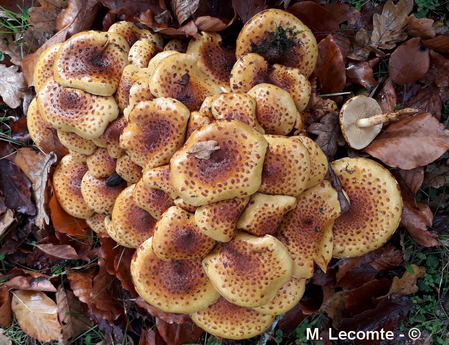 Pholiota jahnii