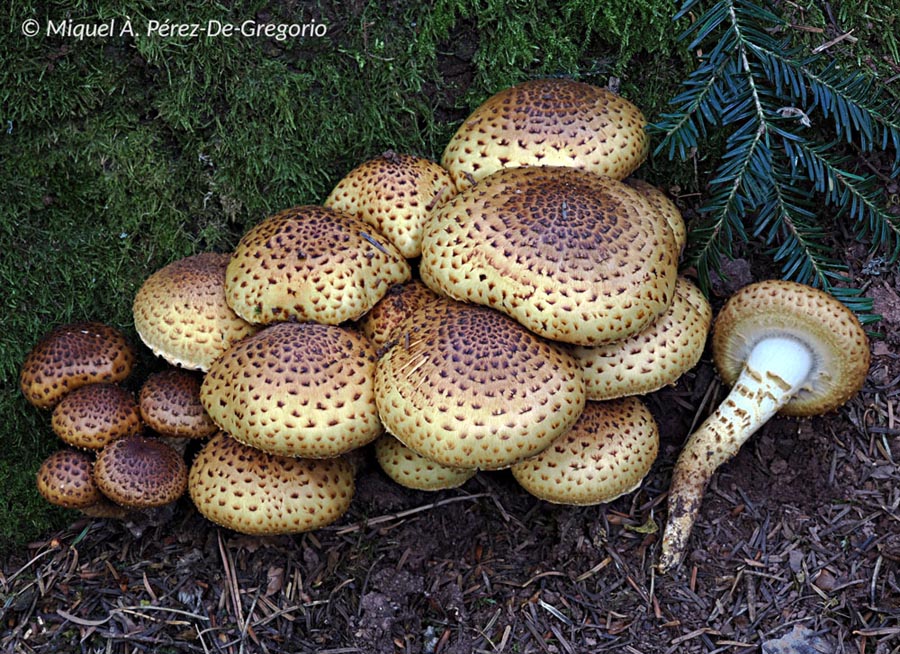 Pholiota jahnii