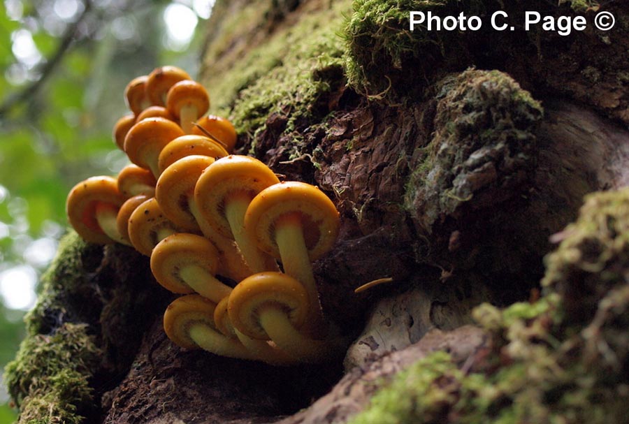 Pholiota limonella