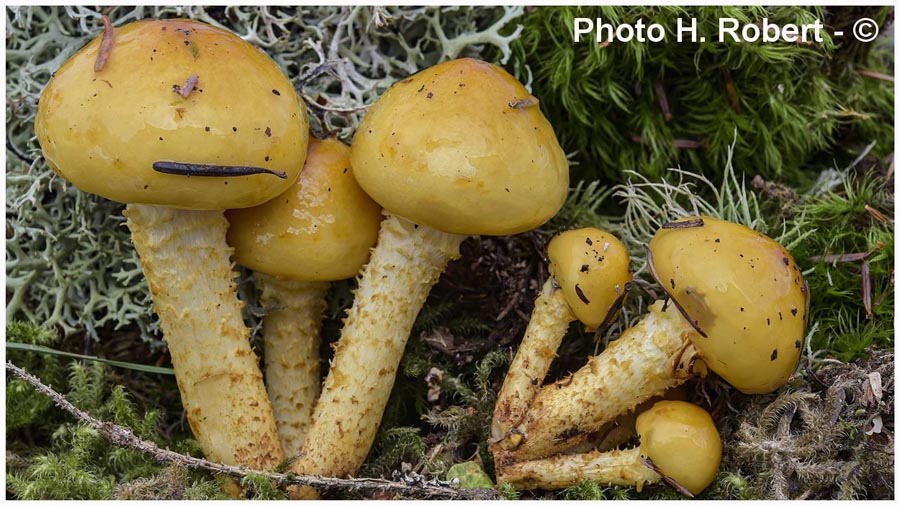 Pholiota limonella