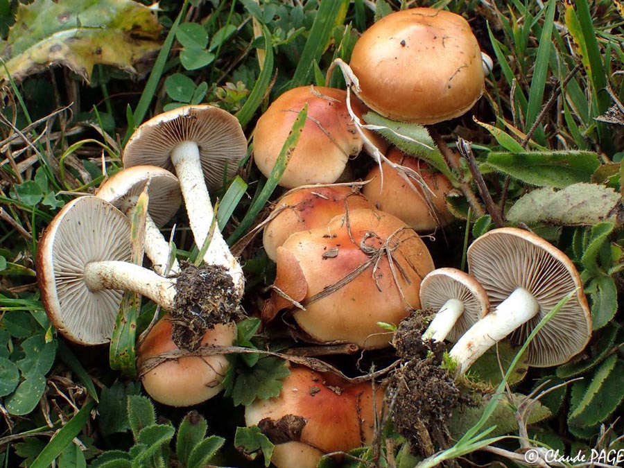 Pholiota lubrica