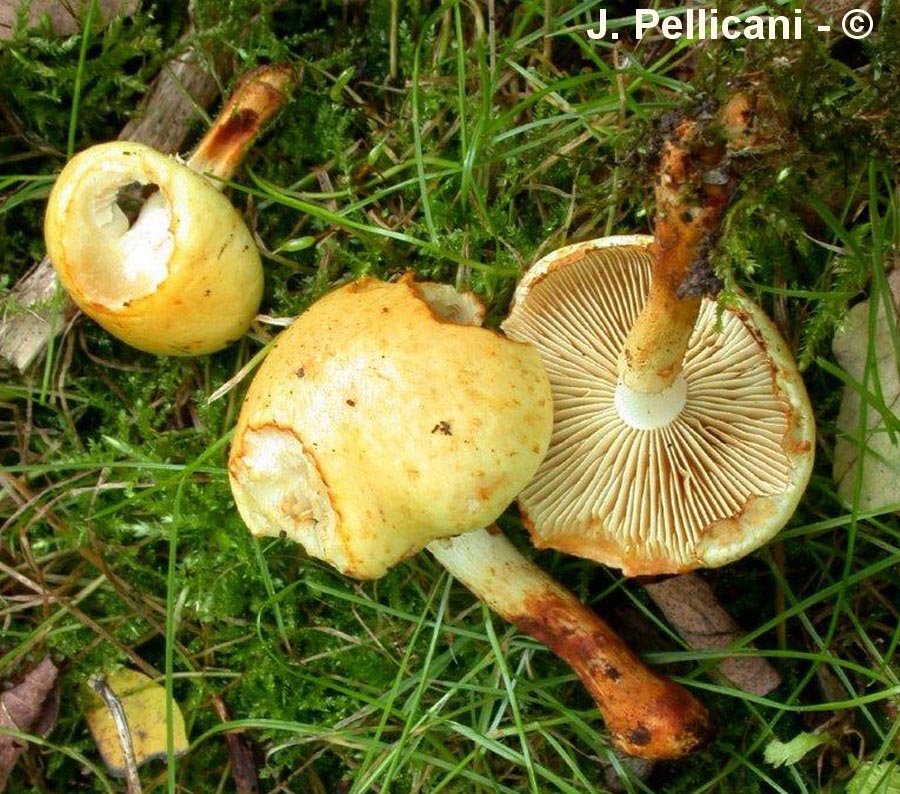 Pholiota lucifera