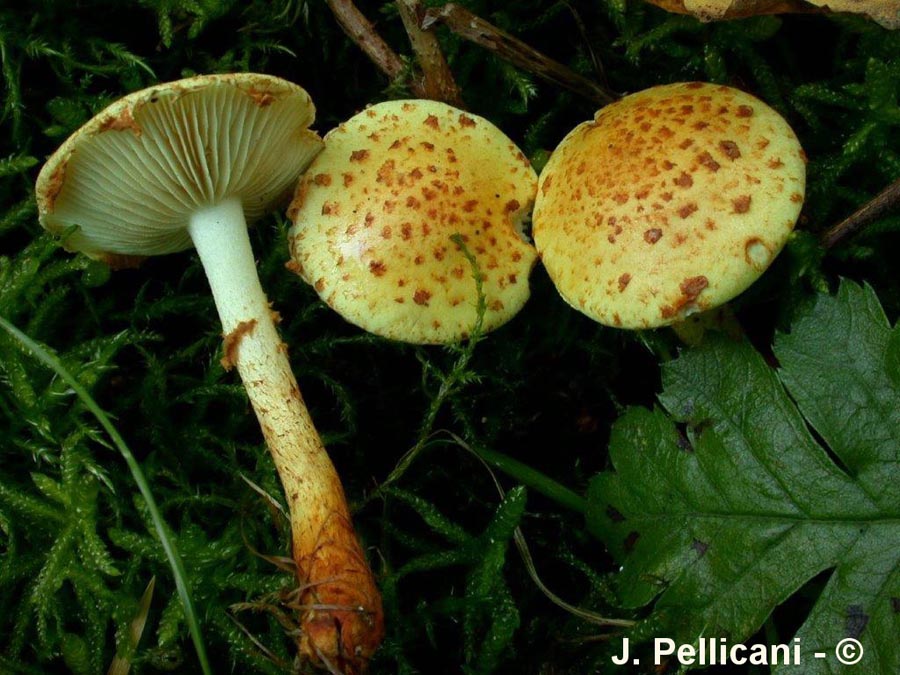 Pholiota lucifera