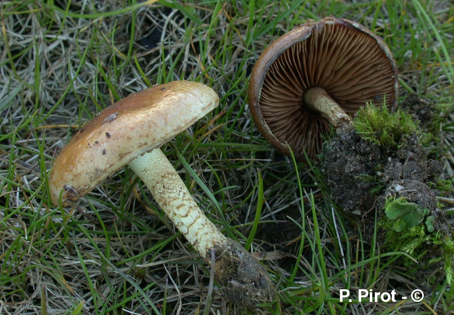 Pholiota mixta