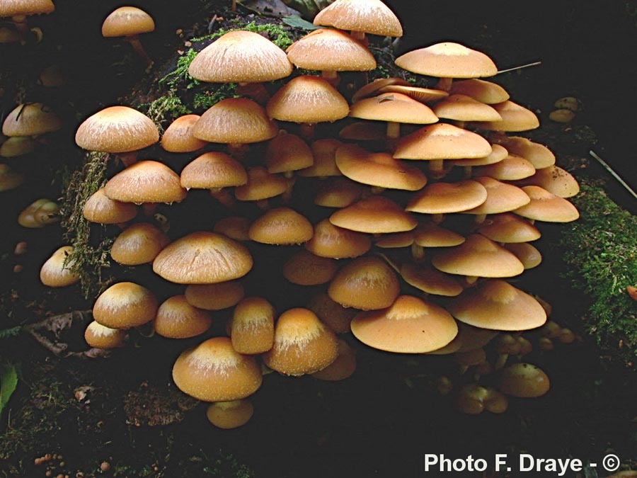 Pholiota mutabilis