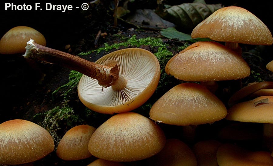 Pholiota mutabilis