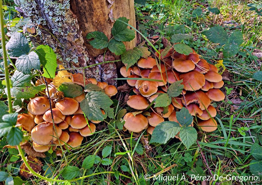 Pholiota pinicola (Flammula pinicola)