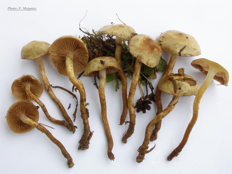 Pholiota scamba