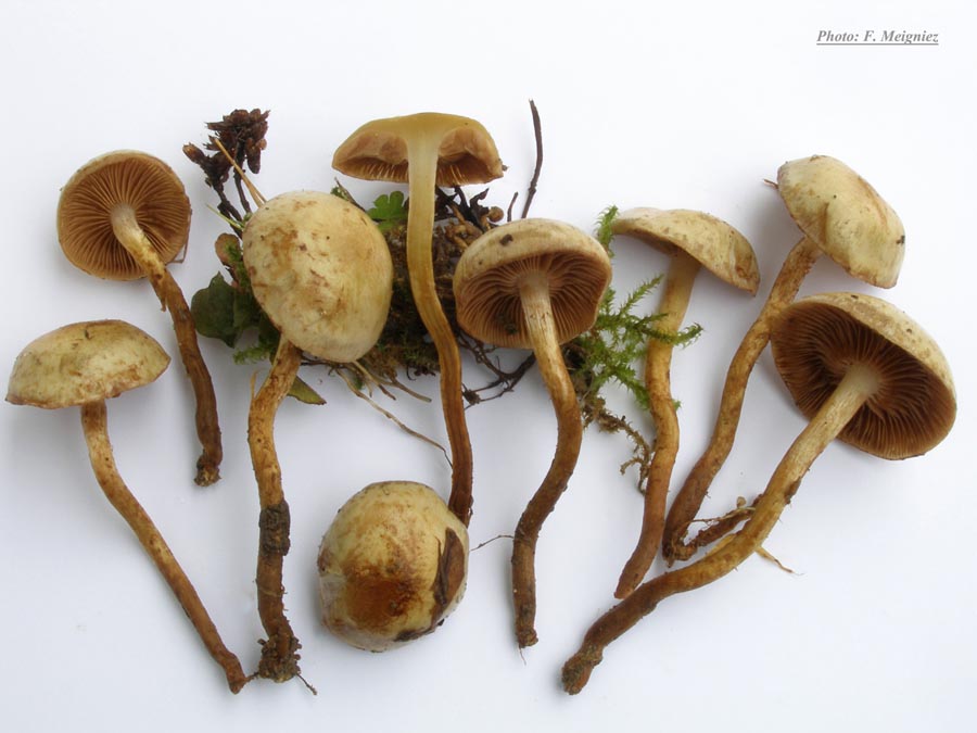 Pholiota scamba