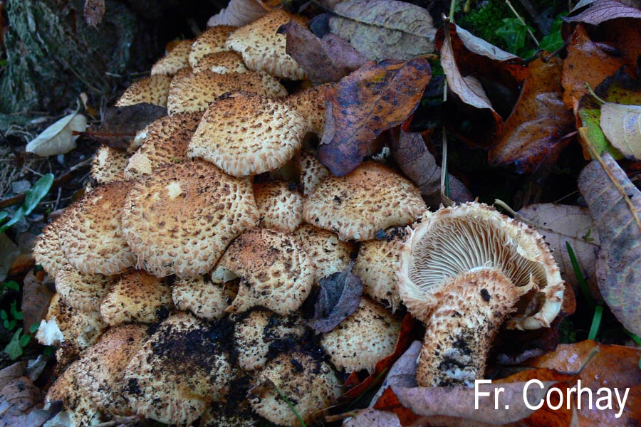 Pholiota squarrosa