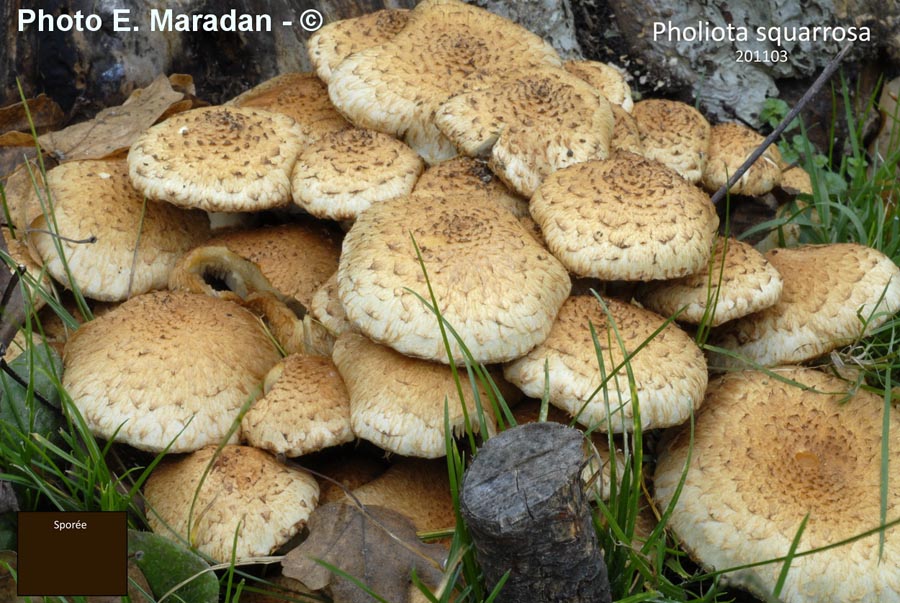 Pholiota squarrosa