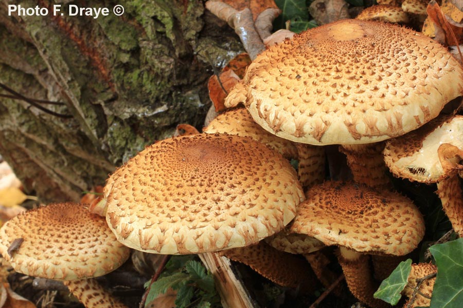 Pholiota squarrosa