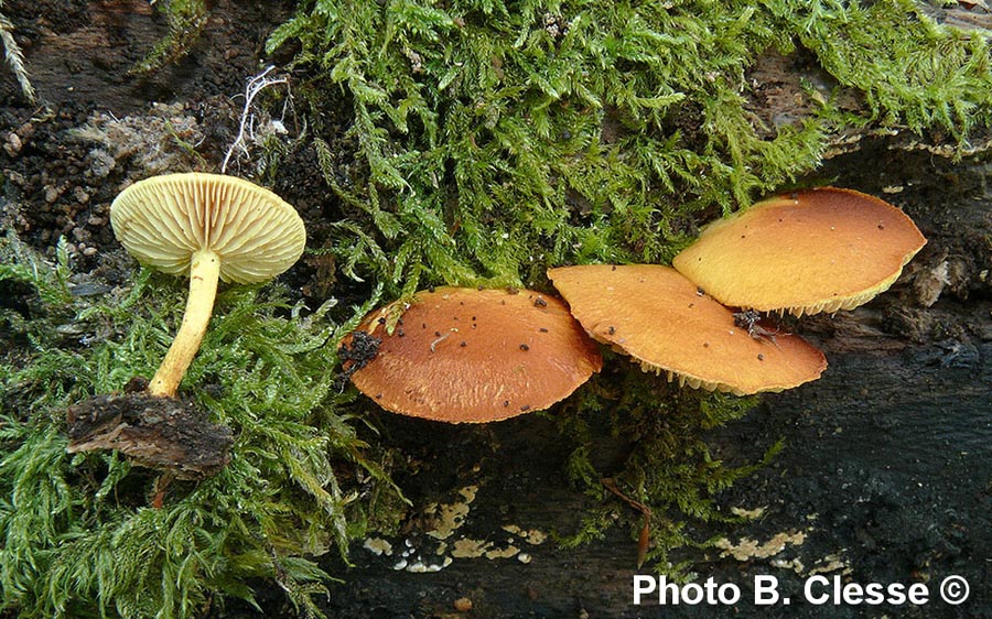 Pholiota tuberculosa