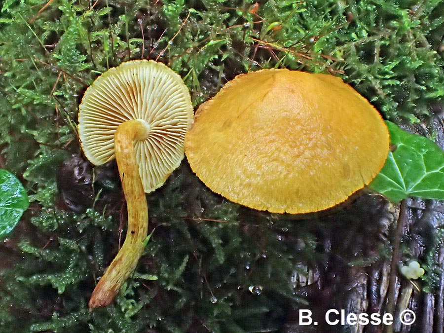 Pholiota tuberculosa