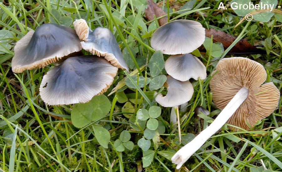 Pholiotina aeruginosa (Conocybe aeruginosa)