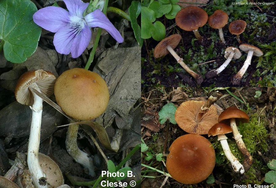 Pholiotina aporos (Conocybe aporos)