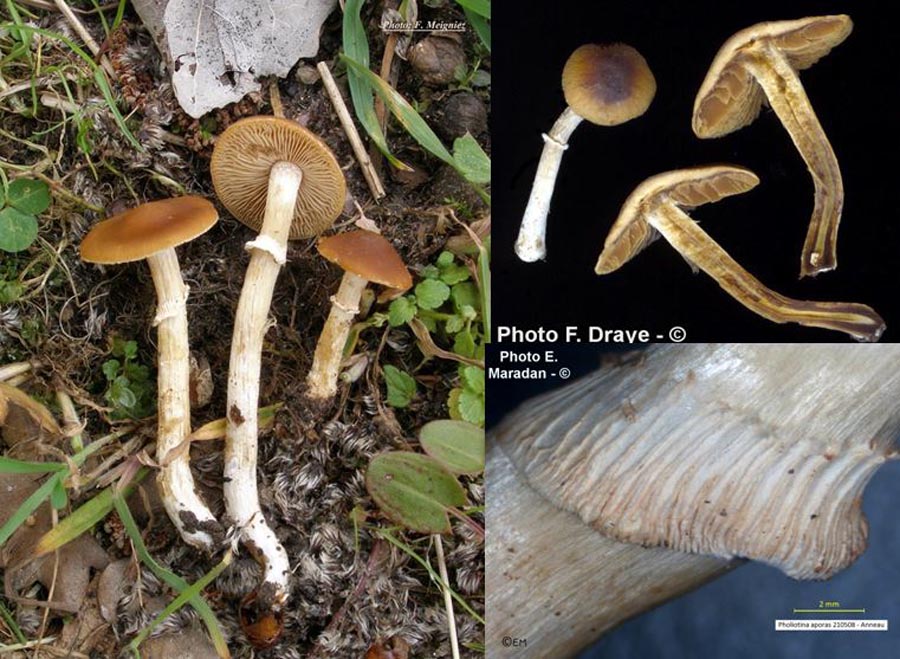 Pholiotina aporos (Conocybe aporos)