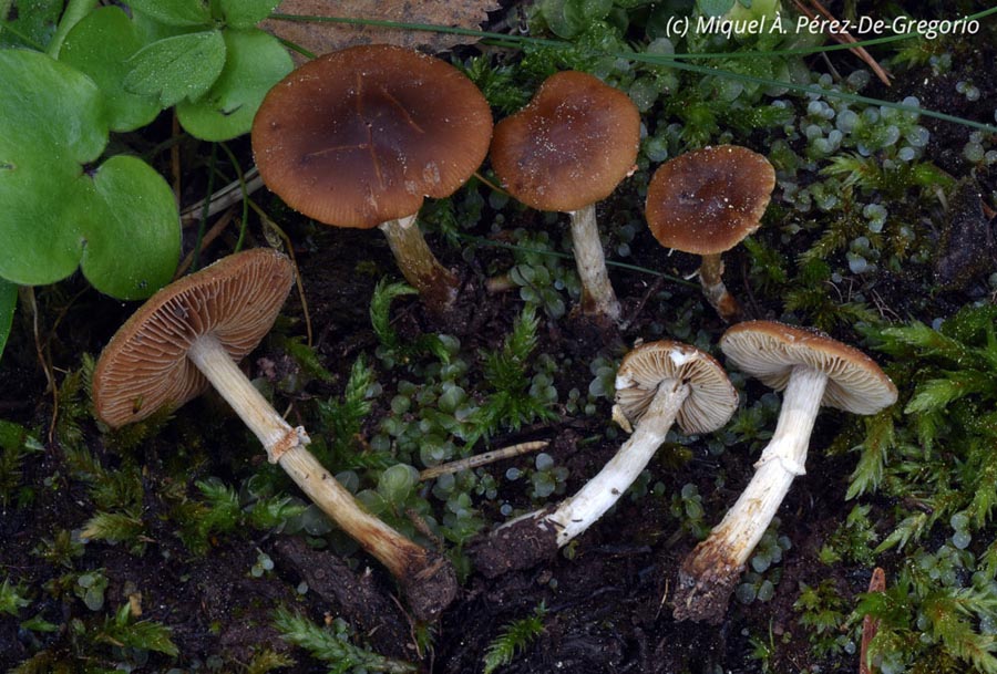 Mycena viridimarginata