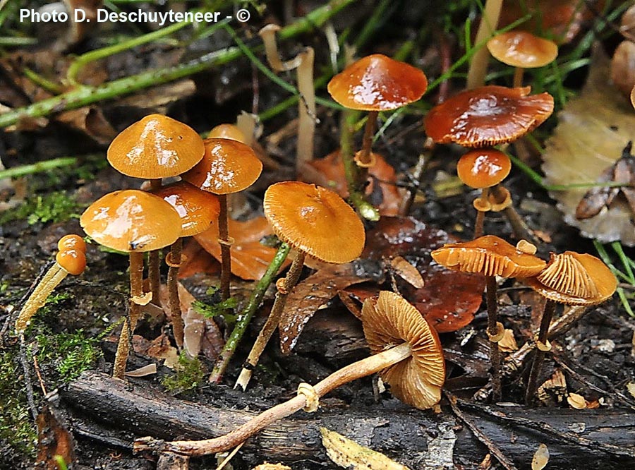 Pholiotina rugosa (Conocybe rugosa)