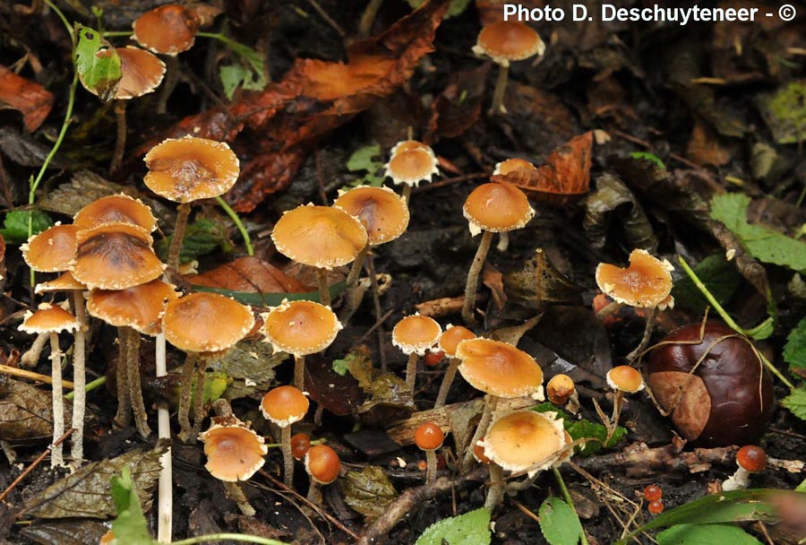 Pholiotina vestita (Conocybe vestita)