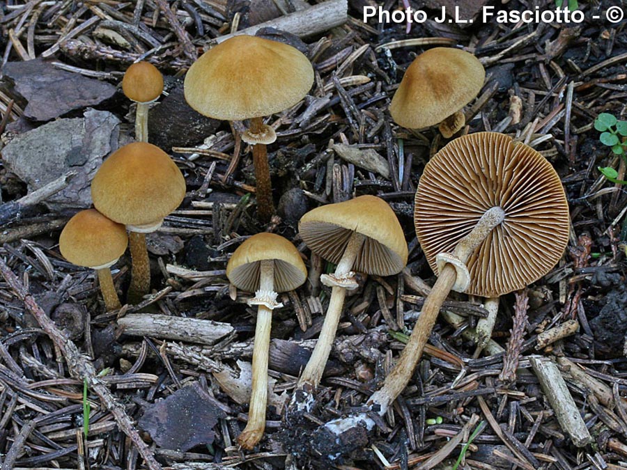 Pholiotina vexans (Conocybe vexans )