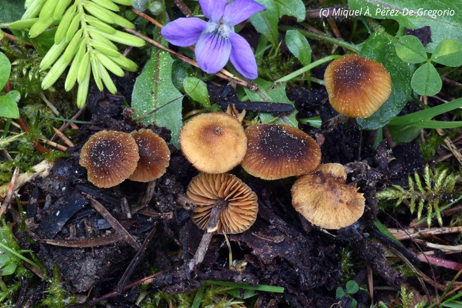 Pholiotina vexans (Conocybe vexans)