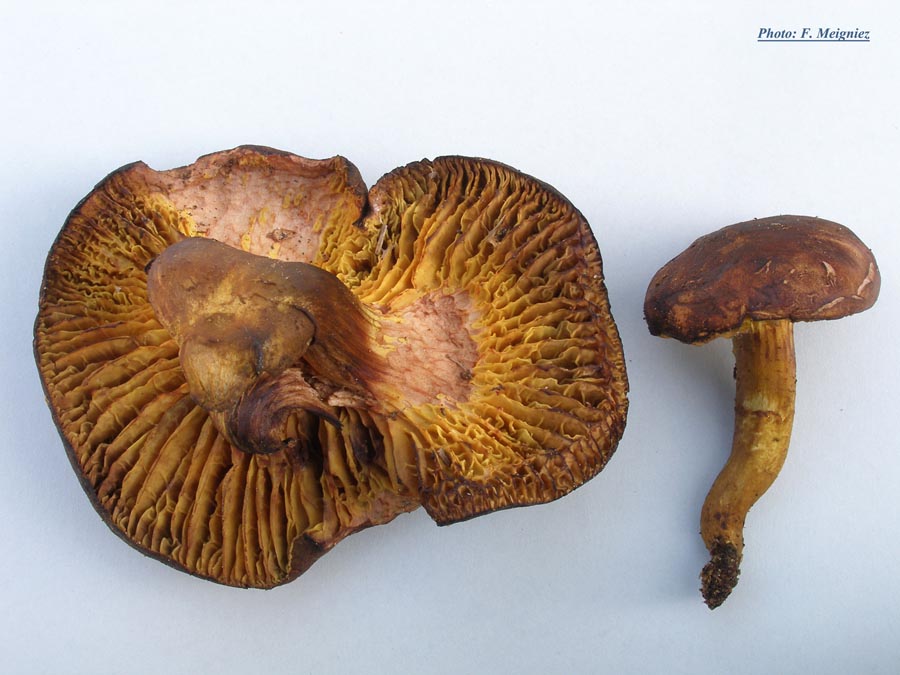 Phylloporus rhodoxanthus