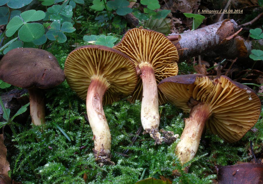 Phylloporus rhodoxanthus