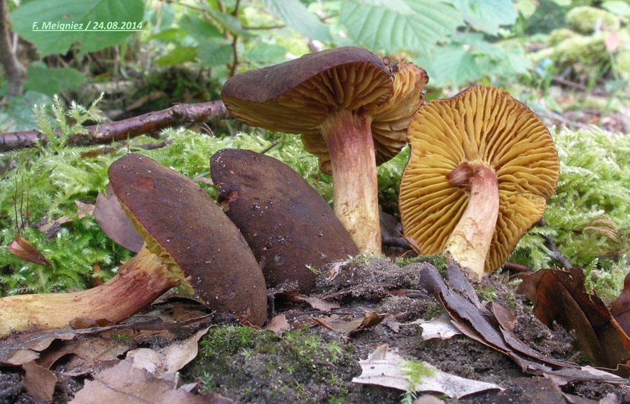 Phylloporus rhodoxanthus