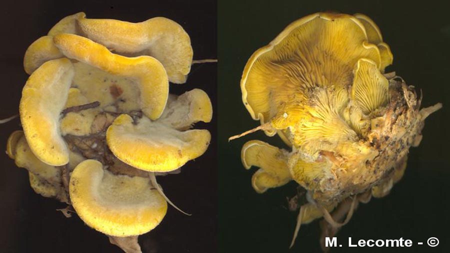 Phyllotopsis nidulans