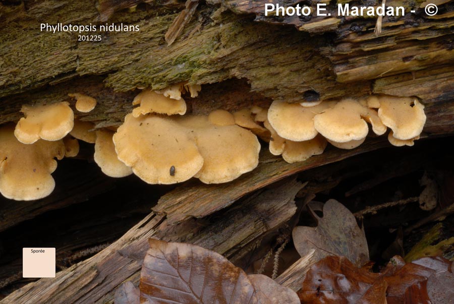 Phyllotopsis nidulans