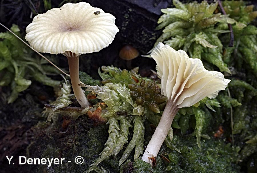 Lichenomphalia umbellifera (Phytoconis ericetorum)