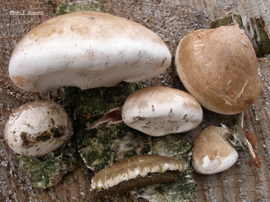 Piptoporus betulinus