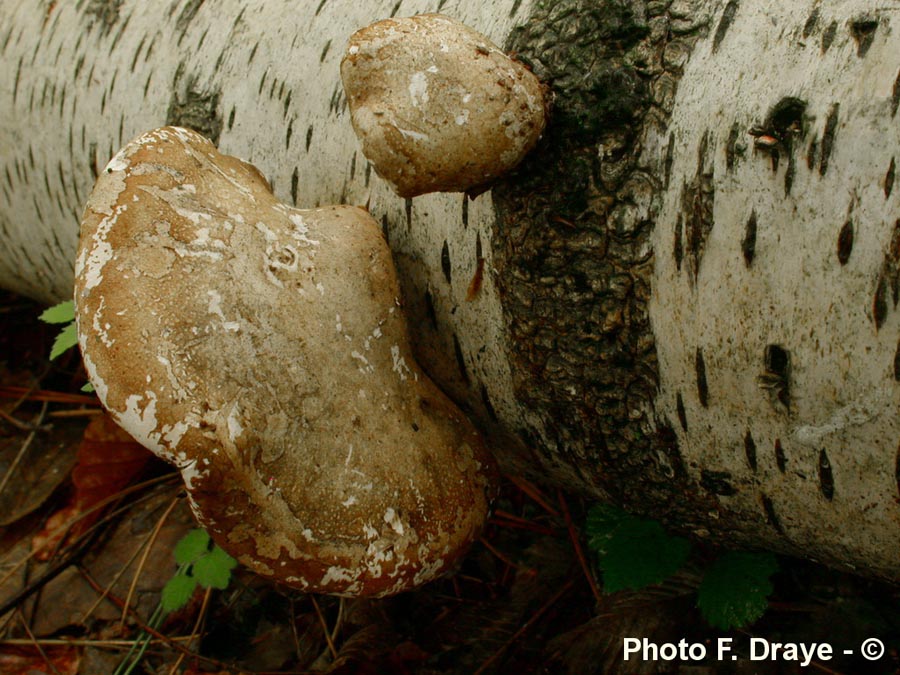 Piptoporus betulinus