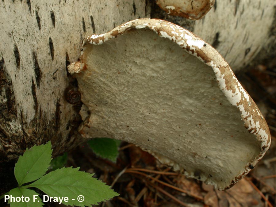 Piptoporus betulinus