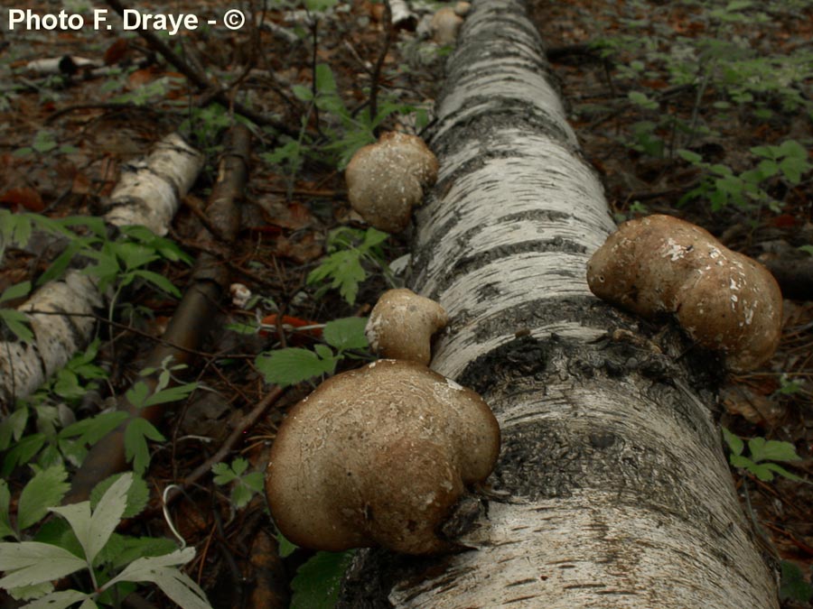 Piptoporus betulinus