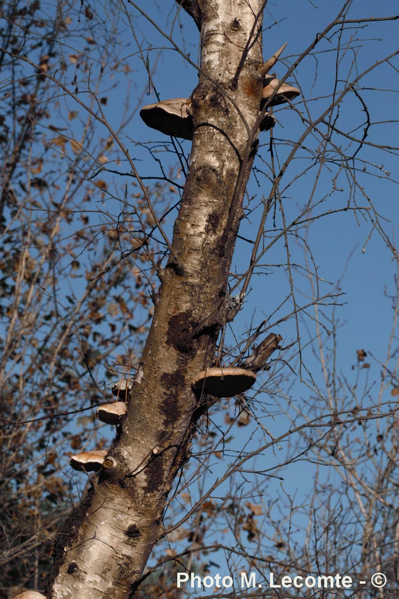 Piptoporus betulinus