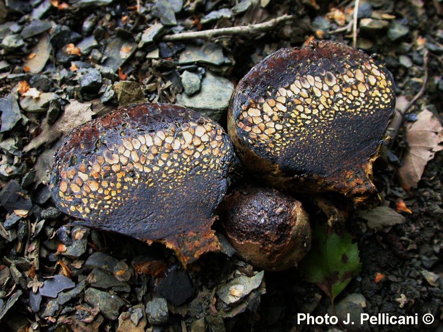 Pisolithus arrhizus