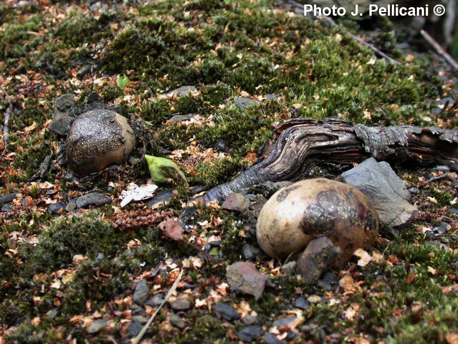 Pisolithus arrhizus