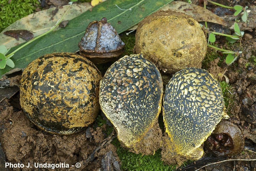 Pisolithus arrhizus