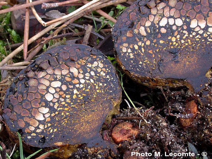 Pisolithus arrhizus