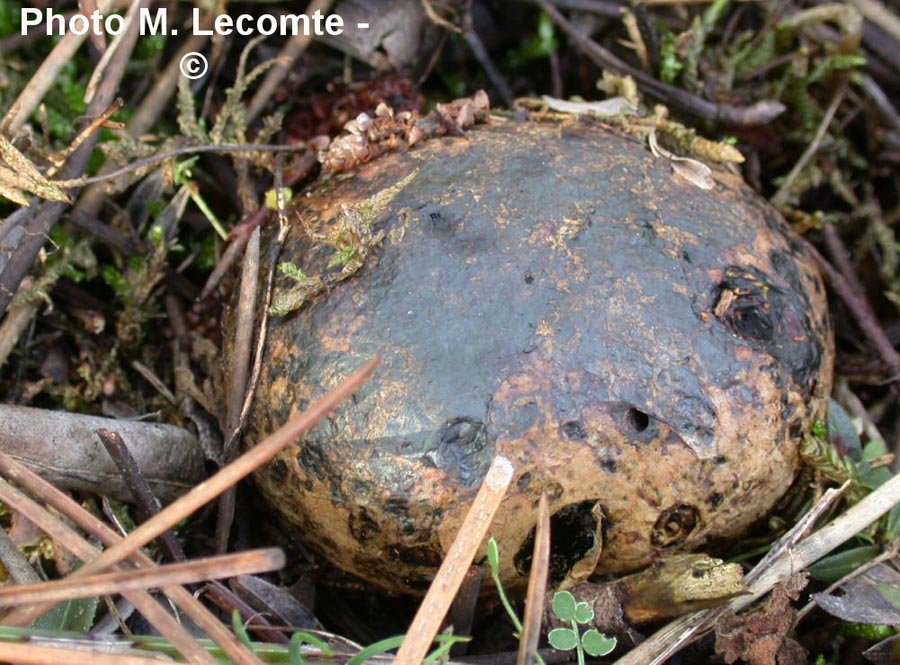 Pisolithus arhizus