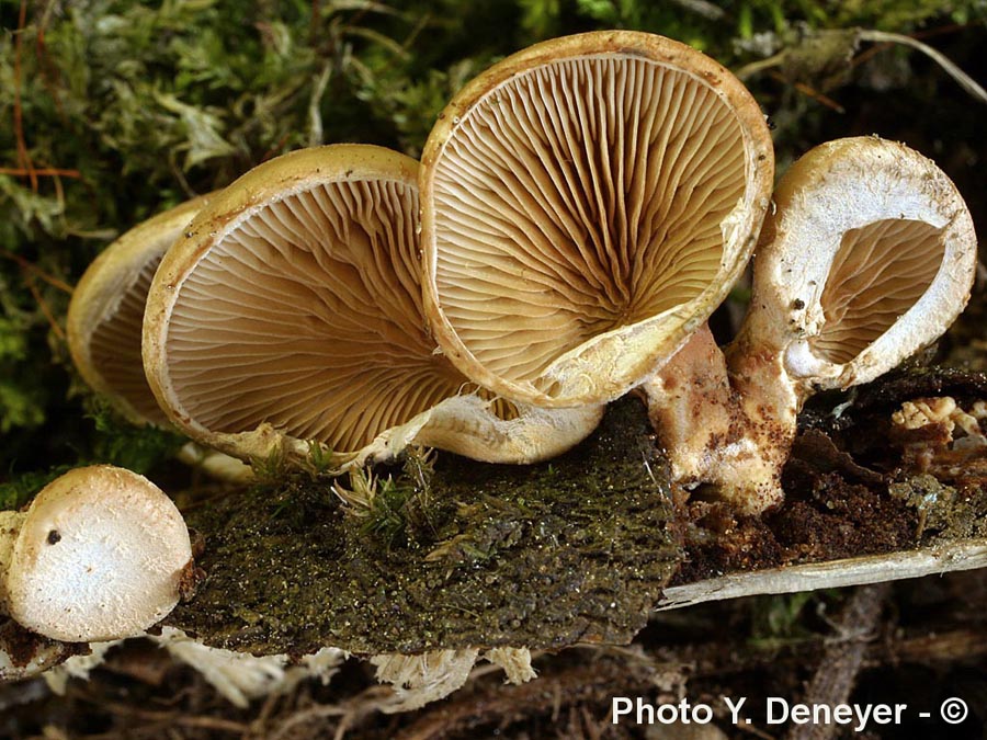 Pleurotus calyptratus