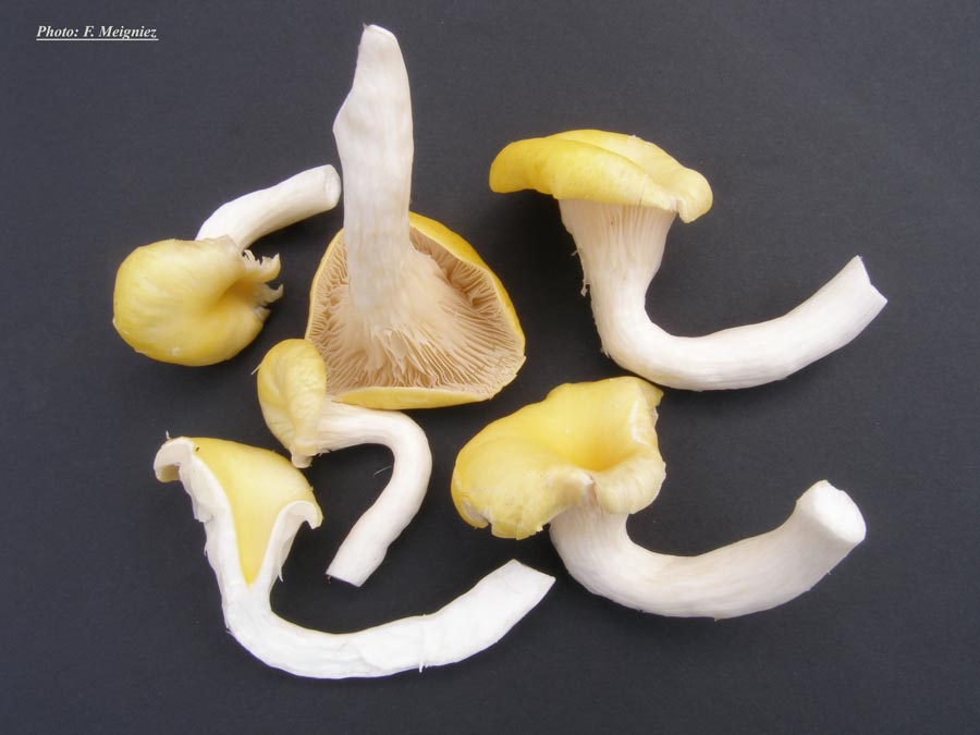 Pleurotus citrinopileatus