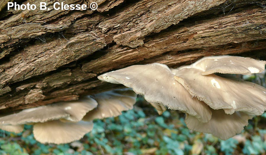 Pleurotus cornucopiae