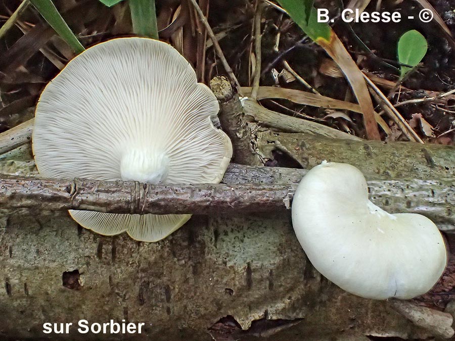 Pleurotus cornucopiae