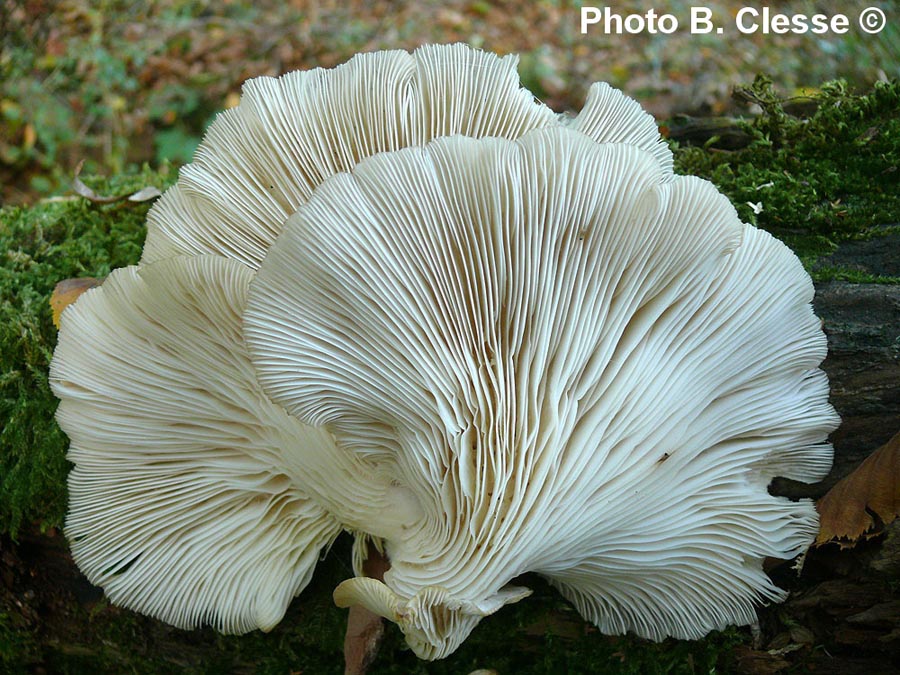 Pleurotus cornucopiae