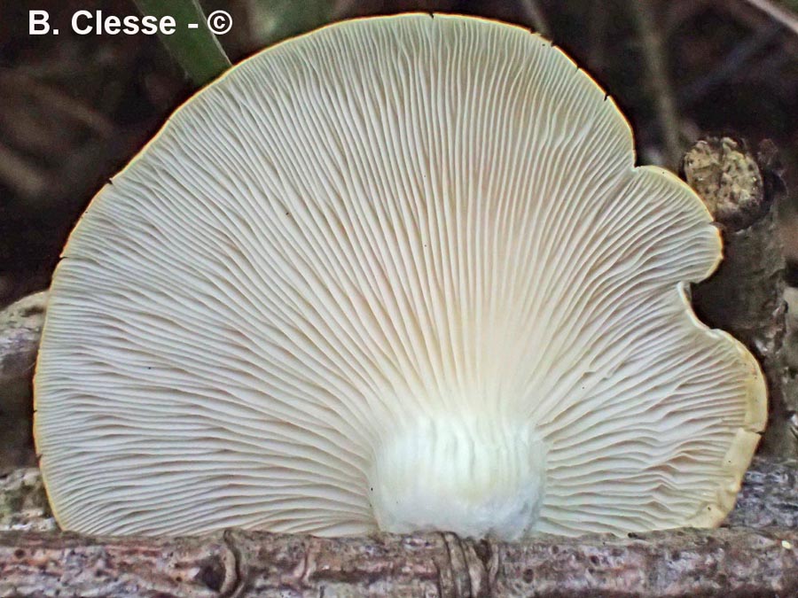 Pleurotus cornucopiae