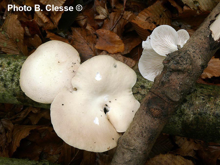 Pleurotus cornucopiae